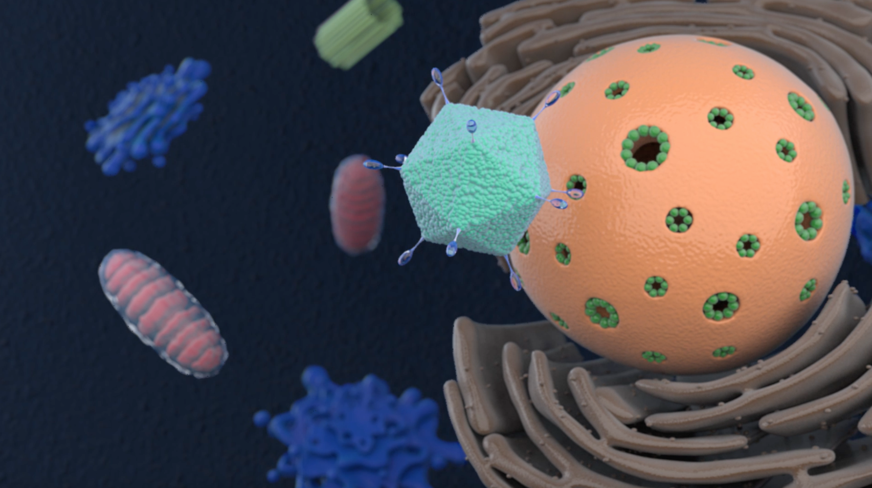 Cover adenoviral vector Cover adenoviral vector
