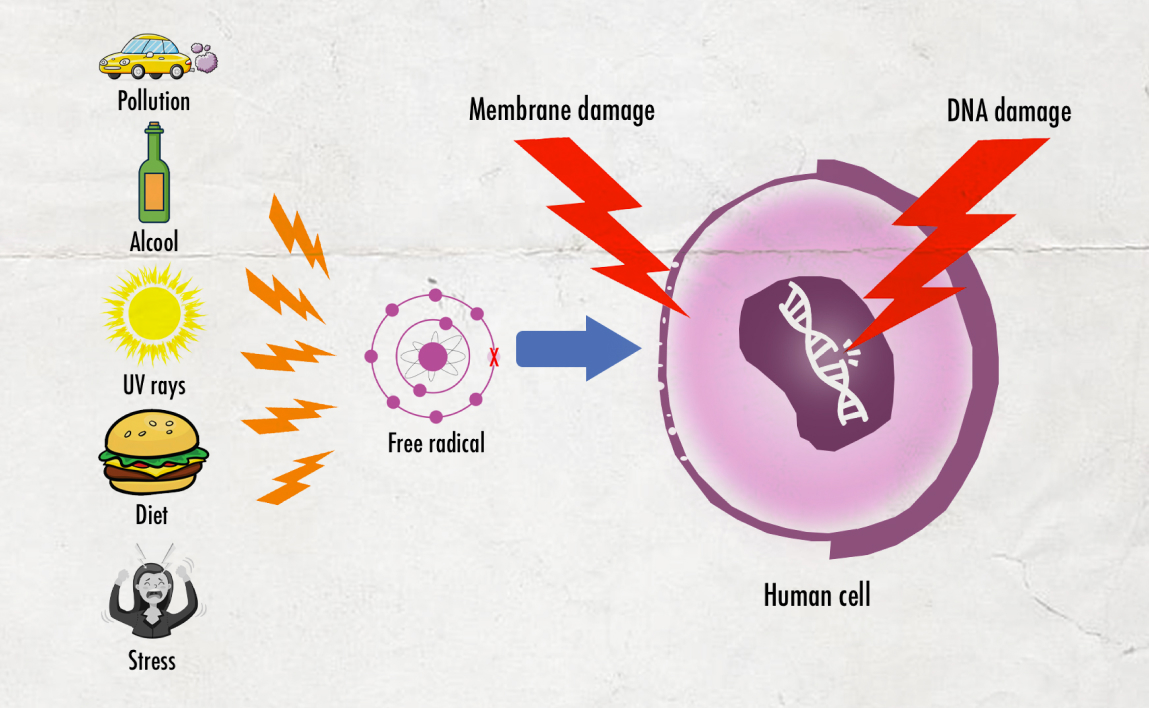 Free radicals causes and effects