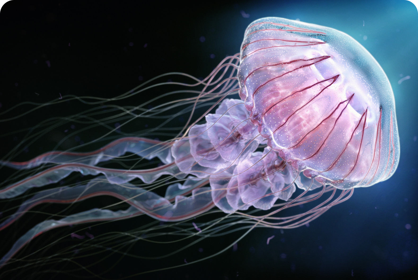 JellyFish_3D-Render_Ian-Cuming