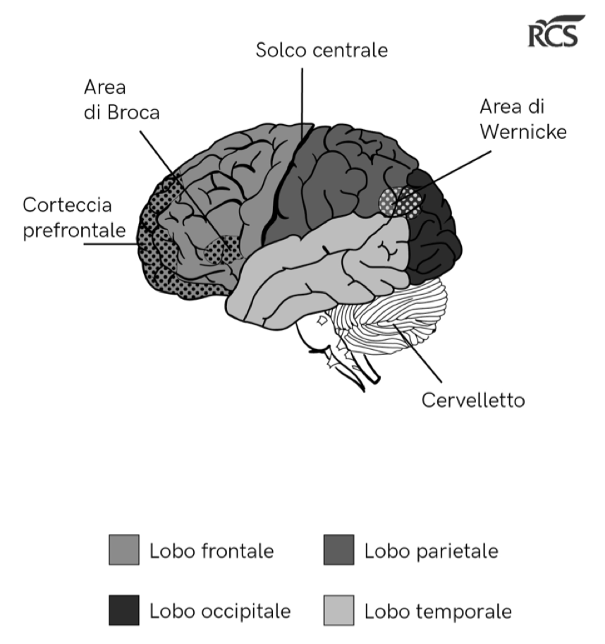 The human brain – lateral view